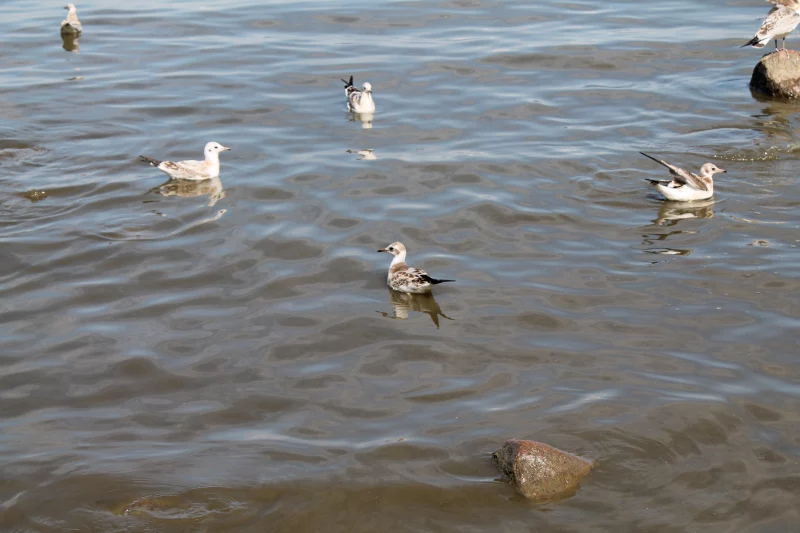 Чайки на воде